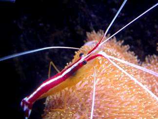 Lysmata amboinensis famille des Hippolytidés