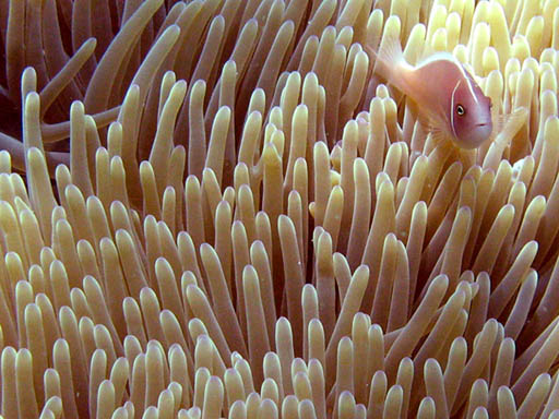 Poisson clown Amphiprion perideraion et son anémone symbiotique Heteractis magnifica