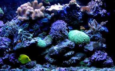 aquarium blue
