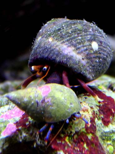 Clibanarius tricolor (pattes bleues) et Calcinus tibecens (pattes rouges)