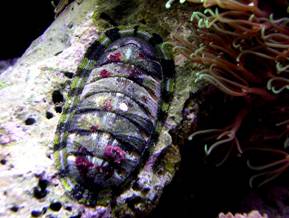 Acanthopleura granulata (chiton)