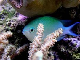 chromis viridis