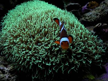 amphiprion occelaris