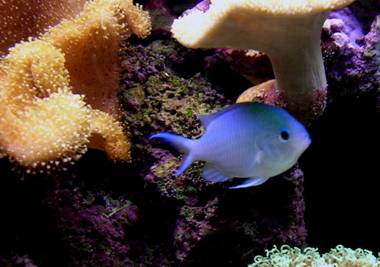 Chromis viridis