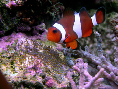 Amphiprion ocellaris mâle surveillant ses larves