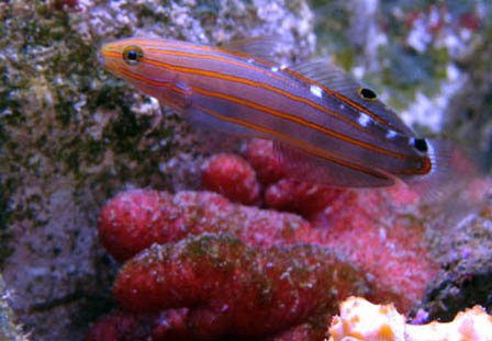 Amblygobius rainfordi 