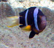 Amphiprion clarkii