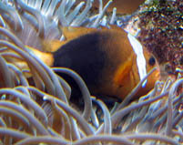 Amphiprion malanopus