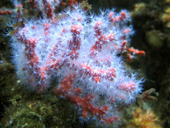 corail rouge