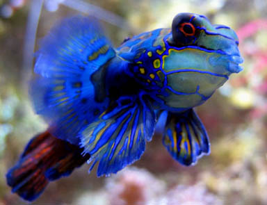 Synchiporus splendidus (Mandarin), se nourrit de petits crustacés vivants