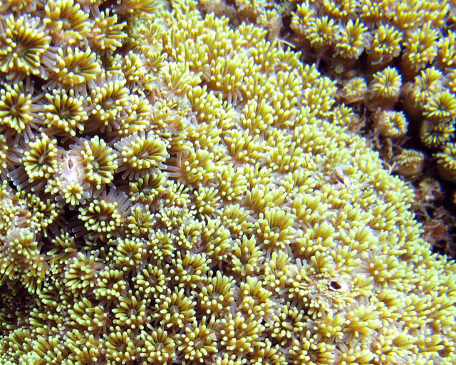 Galaxea fascicularis
