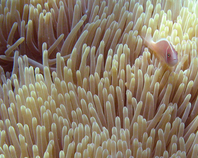 Amphiprion perideraion et son Heteractis magnifica