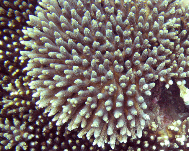 Acropora sp.