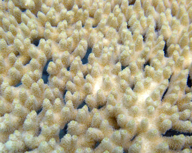 Acropora sp.