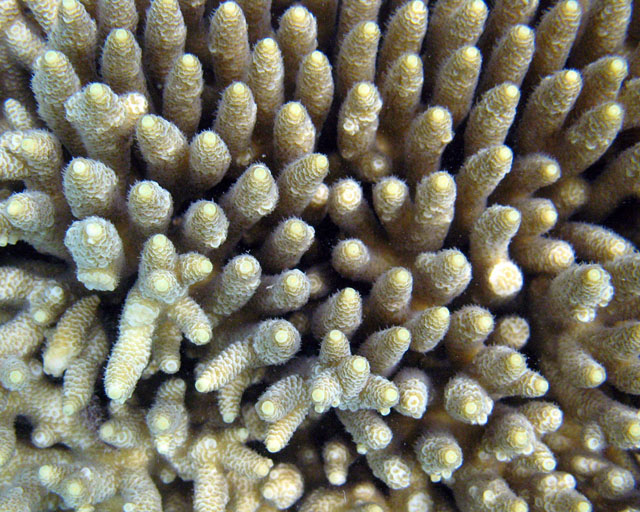 Acropora sp.