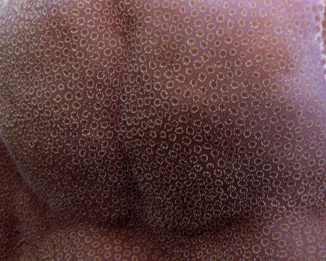 https://microrecif.ovh/images/fonds/IMG_1190.jpg