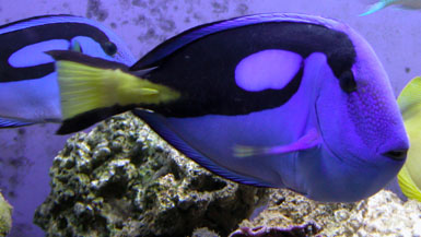 Paracanthurus hepatus