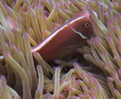 Amphiprion