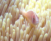 Amphiprion perideraion et son Heteractis magnifica