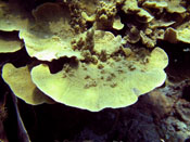 Montipora sp;