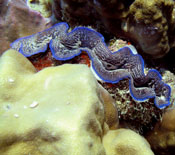 Tridacna