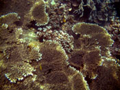 Acropora