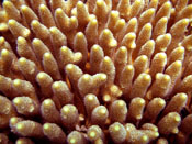 Acropora