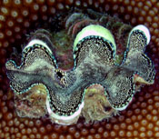 Tridacna sp. 