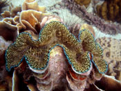 Tridacna sp. 