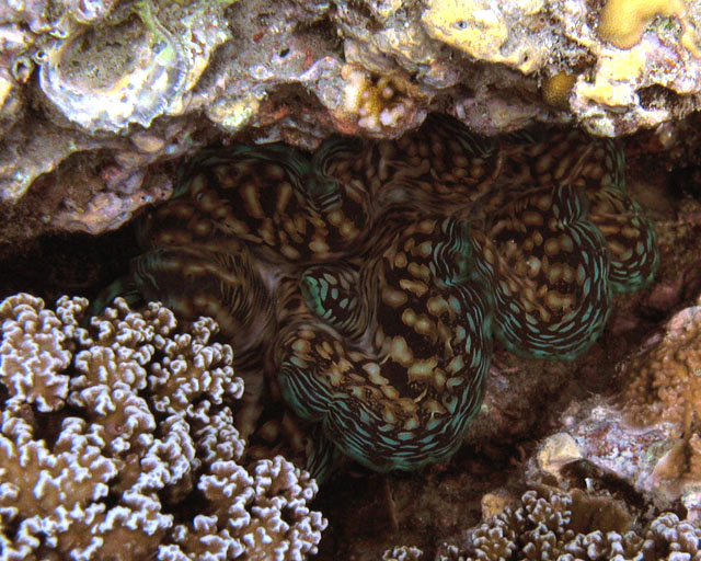 Tridacna sp.