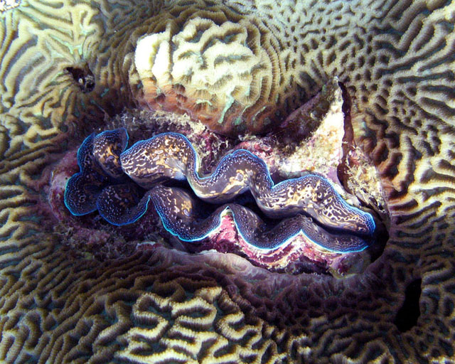 Tridacna sp.