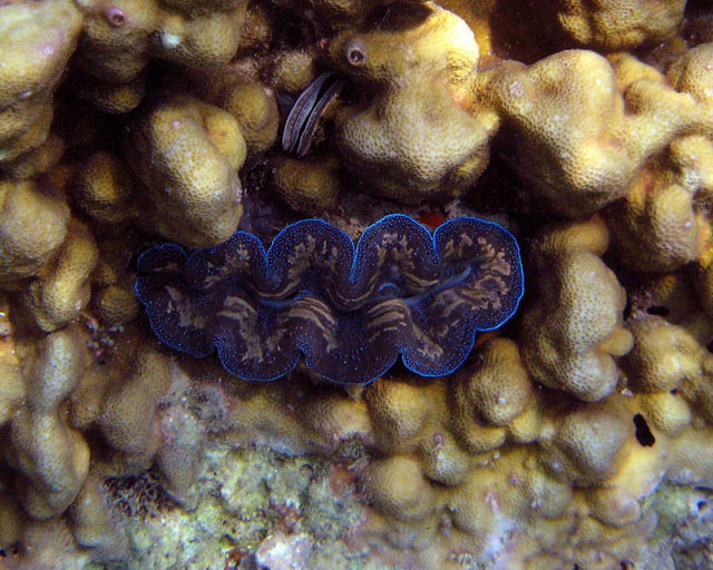 Tridacna sp.