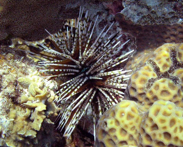 Echinotrix calamaris