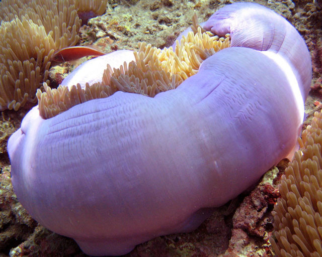 Amphiprion perideraion et son Heteractis magnifica