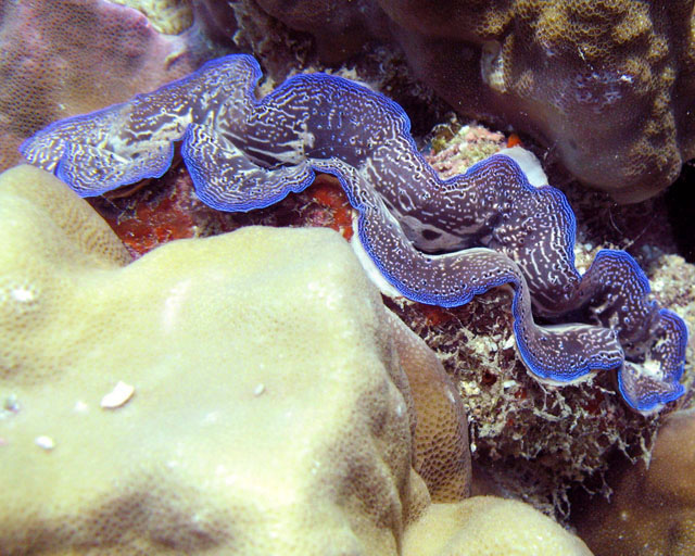 Tridacna sp.