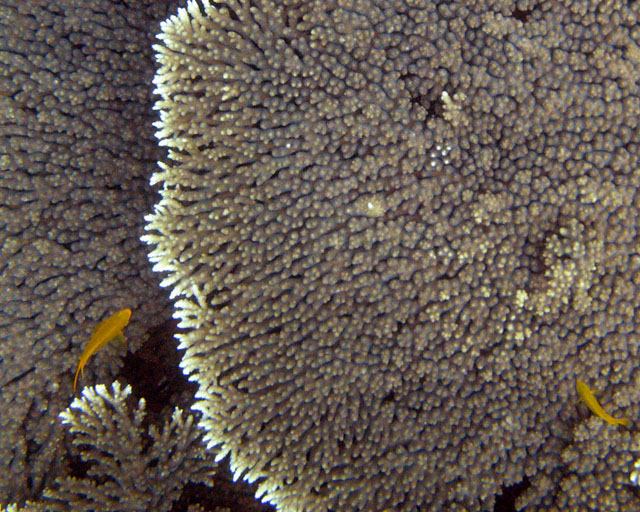 Acropora hyacinthus