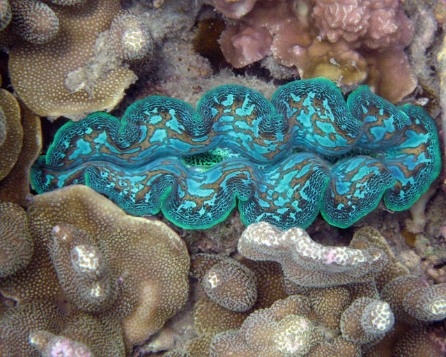 Tridacna sp.