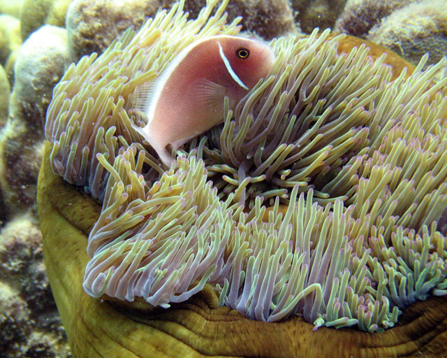 Amphiprion perideraion et son Heteractis magnifica