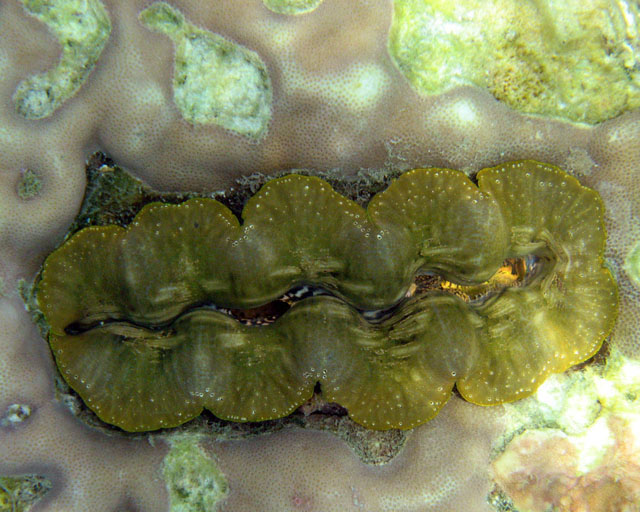 Tridacna sp.