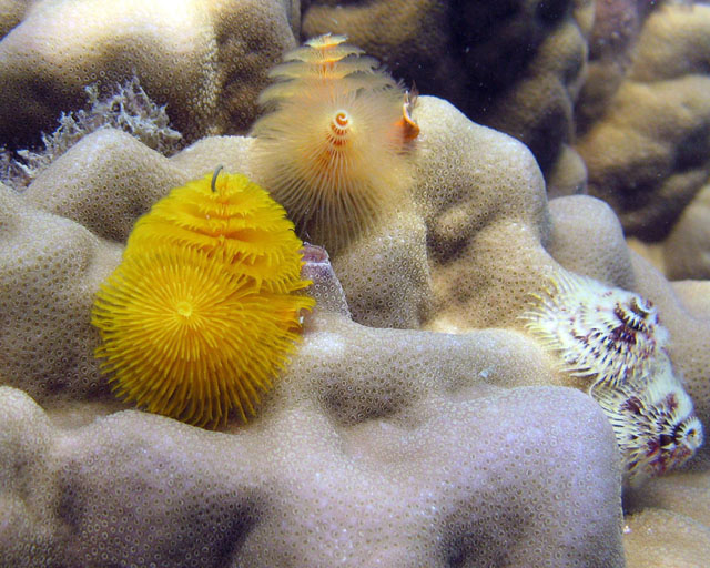 Spirobranchus giganteus sur bloc de Porites