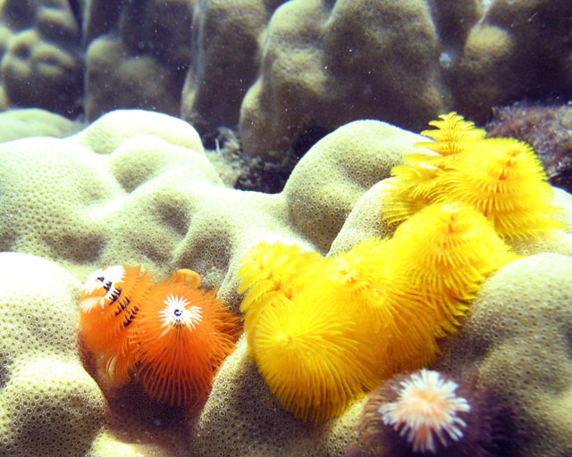 Spirobranchus giganteus sur bloc de Porites