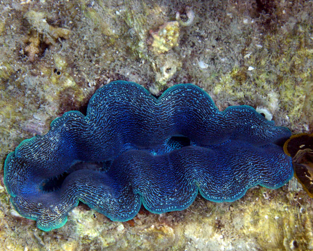 Tridacna sp.