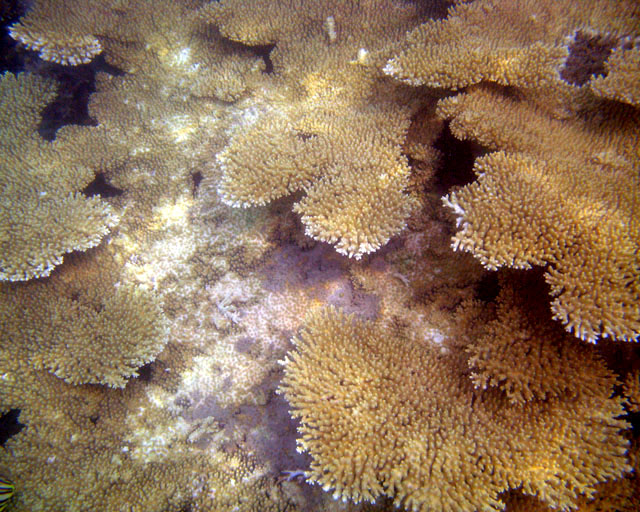 Acropora hyacinthus