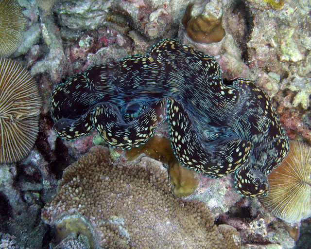 Tridacna sp.