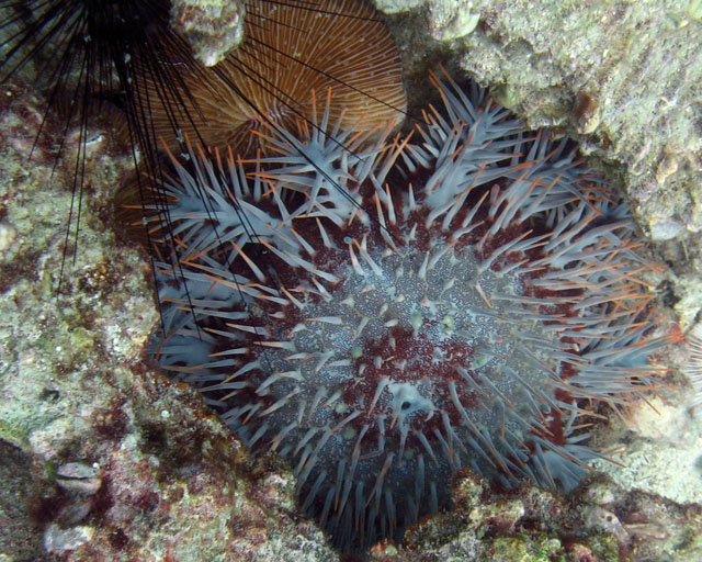 Acanthaster planci