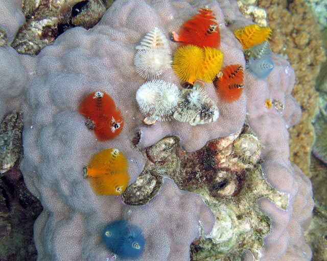 Spirobranchus giganteus sur bloc de Porites