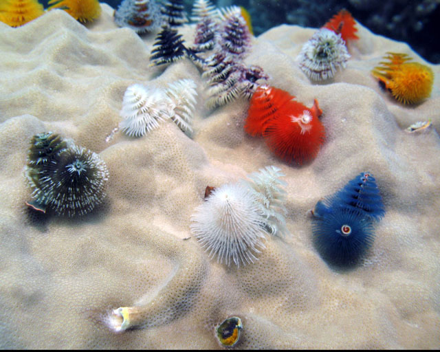 Spirobranchus giganteus sur bloc de Porites