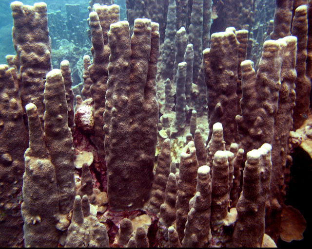 Colonies de Porites