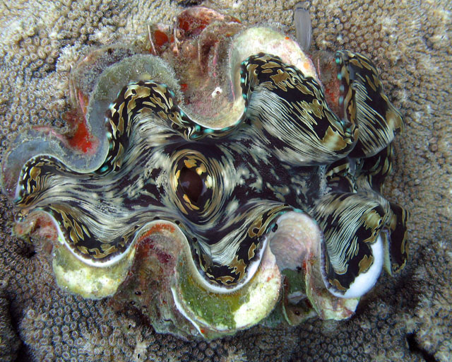 Tridacna sp.