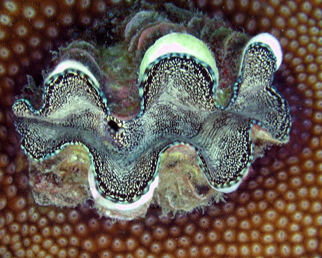 Tridacna sp.